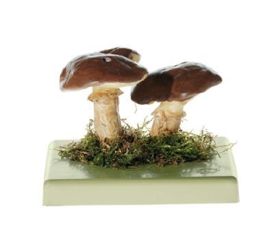 Suillus Luteus