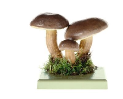 Xerocomus Badius