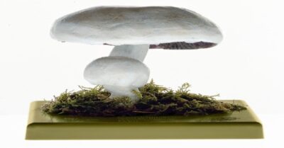 Agaricus Arvensis