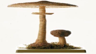 Macrolepiota