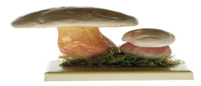Boletus satanas