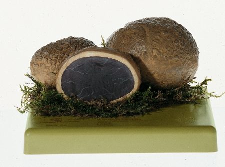 som-bos56-1614678589.jpg