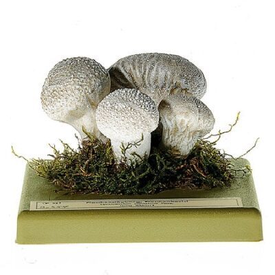 Lycoperdon perlato
