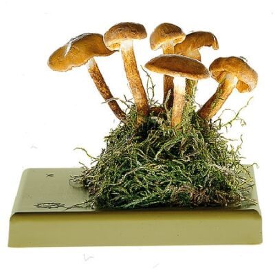 Kuehneromyces mutabilis