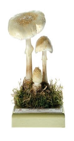 Amanita citrina