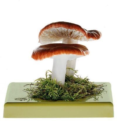 Russula emetica