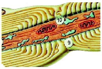 som-bs-35b-1644407433.jpg