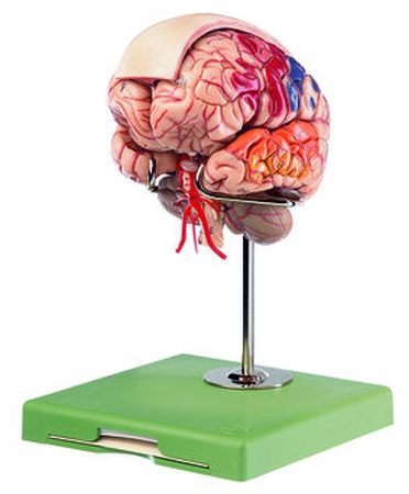 Brainmodell con arterie, falce cerebrale e aree citoarchitettoniche indicate