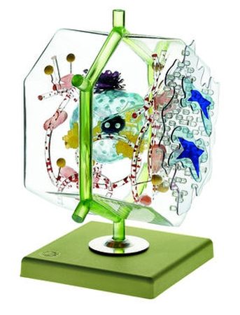 Modello di una cellula epatica