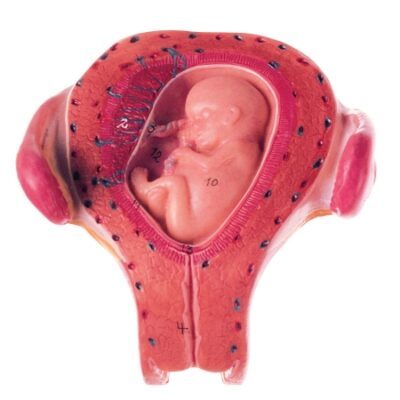 Utero con embrione nel terzo mese