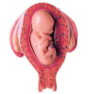 Utero con feto nel quinto mese