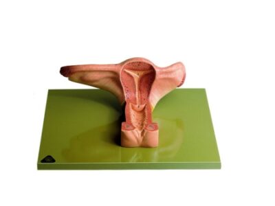 Organi genitali femminili