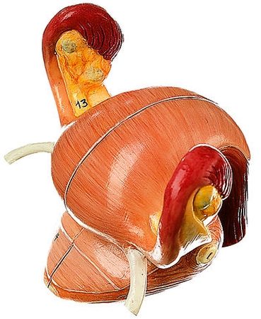 Organi genitali femminili interni