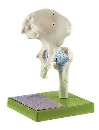 Articolazione dell'anca