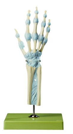 Articolazioni della mano e delle dita con legamenti