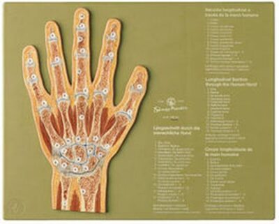 Sezione attraverso la mano