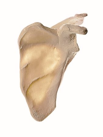 som-qs18-1614676908.jpg