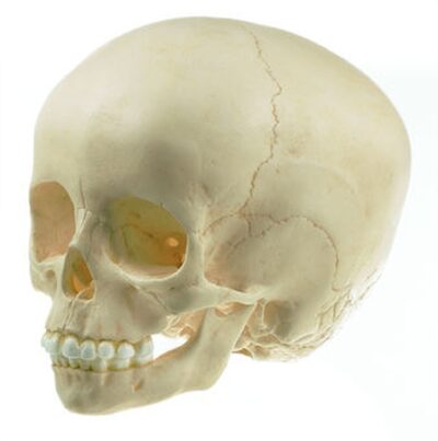 Cranio artificiale di bambino