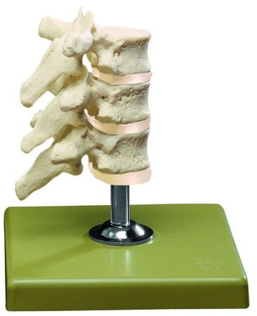 Tre vertebre dorsali con dischi