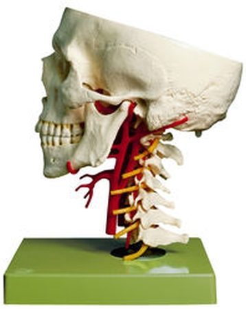 Base artificiale del cranio con arterie