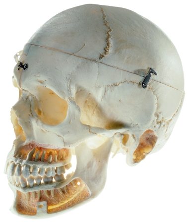 Cranio artificiale di un adulto