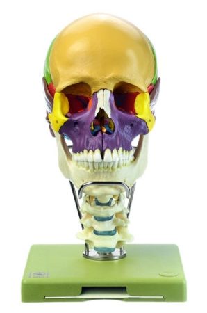 Modello colorato in 18 parti del cranio con colonna vertebrale cervicale e osso ioide