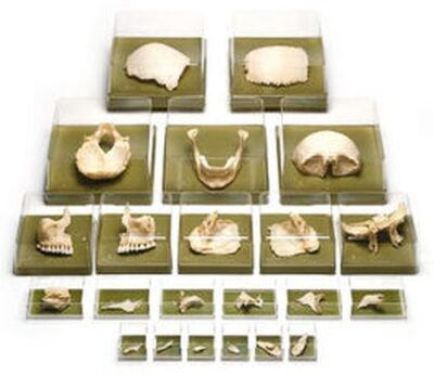 Cranio artificiale di Bauchene di un adulto