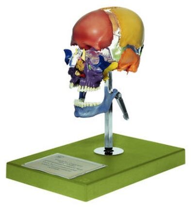 Cranio artificiale di Bauchene di un adulto