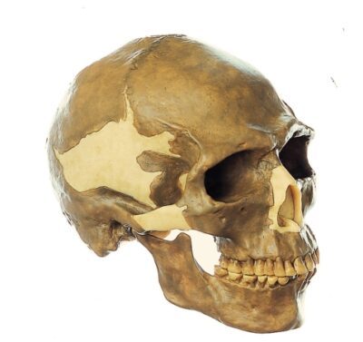 Ricostruzione del cranio dell'Homo sapiens
