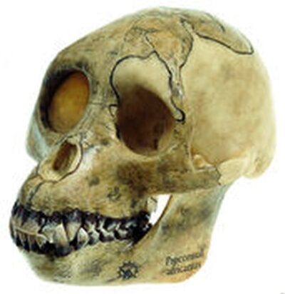 Ricostruzione del cranio del Proconsul africano