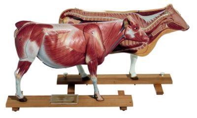 Mucca