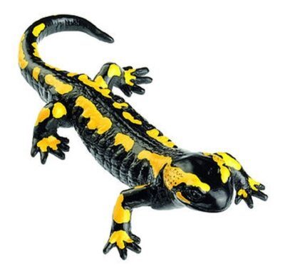 Salamandra pezzata striata, maschio