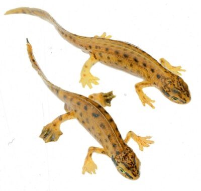 Tritone palmato, coppia
