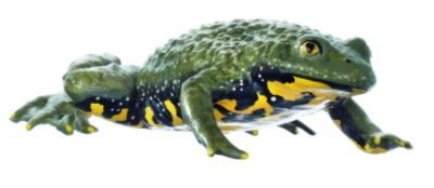 Ululone dal ventre giallo