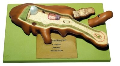 Modello di un animale che cambia cellula singola