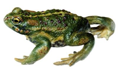 Natterjack