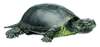 Terrapin europeo dello stagno, maschio