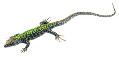 Lucertola muraiola comune, maschio