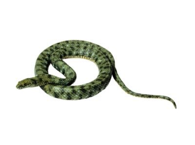 Serpente di dadi