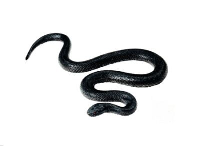 Vipera comune, giovane melanica