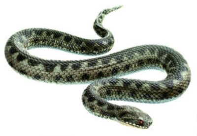 Vipera comune, giovane maschio