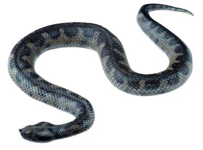 Vipera dalle corna nasali