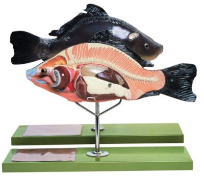 Modello dell'anatomia di un pesce ossuto