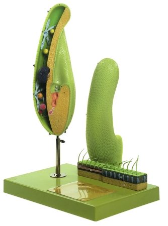 Animalcule della pantofola