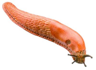 Lumaca Rossa