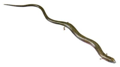 Scinco tridattilo occidentale