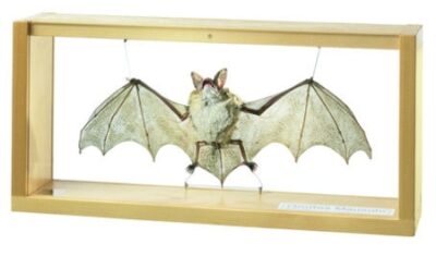 Grande maschio dalle orecchie di topo, Myotis myotis