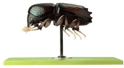 Scarabeo della corteccia