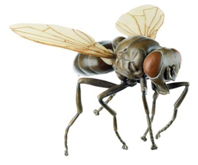 Modello di una mosca