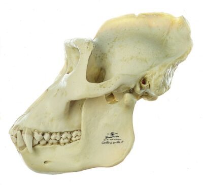 Teschio di gorilla